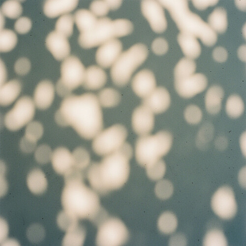 Symbolic image of dappled shade providing protection.
